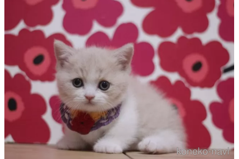 成約済の東京都のマンチカン(短足)-105334の5枚目